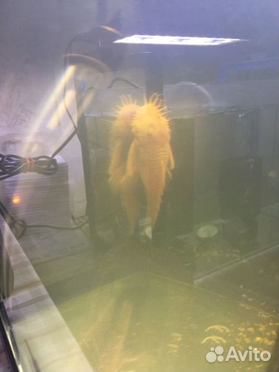 Сомы разные: номер.L144, вуаль,корм