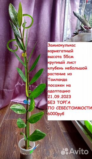 Самовывоз Замиокулькас Вар и Блэк