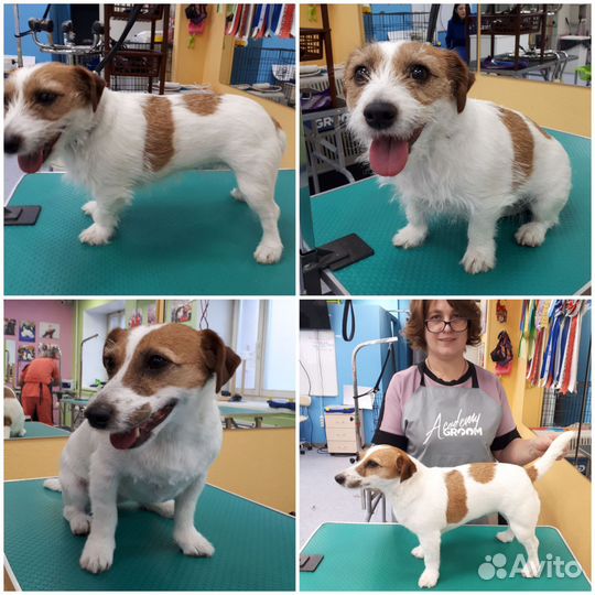 Груминг собак и кошек