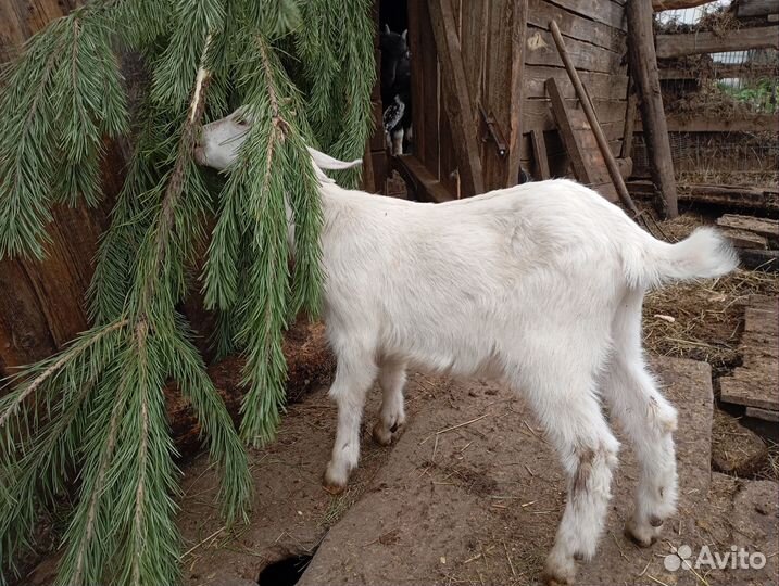 Козы и козлята