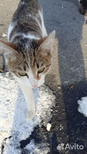 Котик подросток