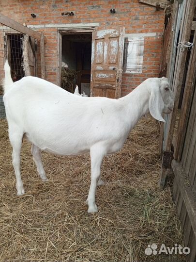 Козы англонубийские