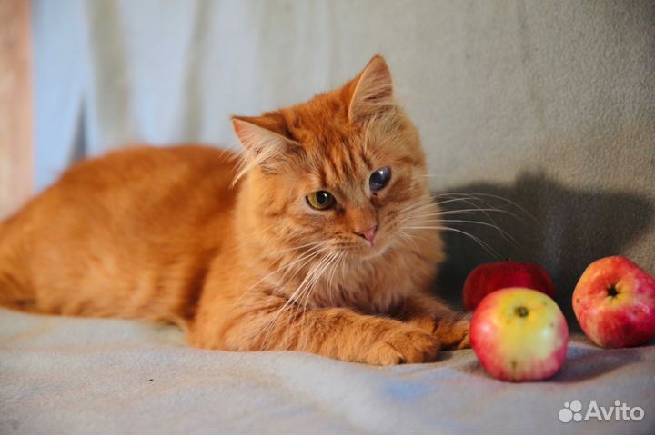 Филя, 7 месяцев