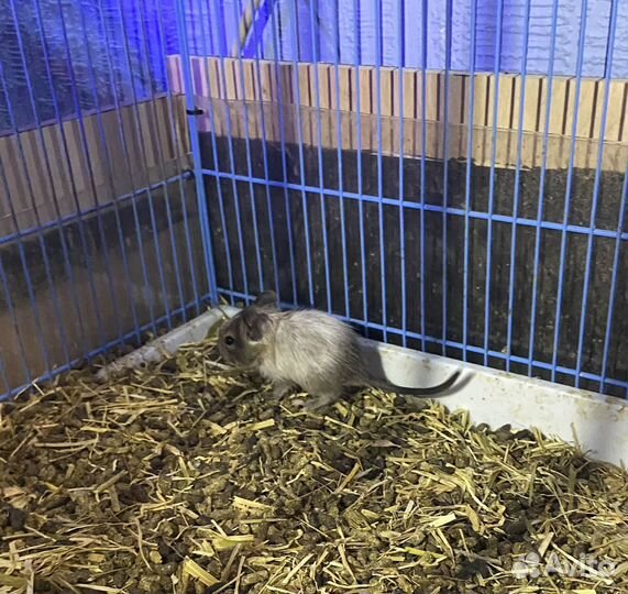 Чилийская белка дегу