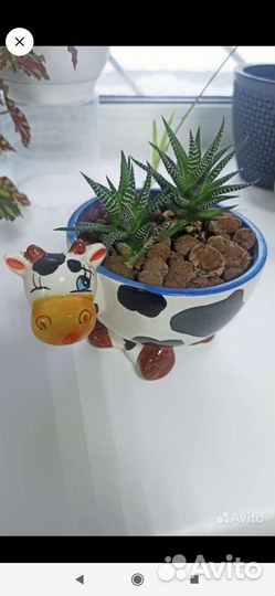 Герань Пеларгония,Хавортия