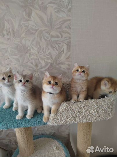 Золотые котята