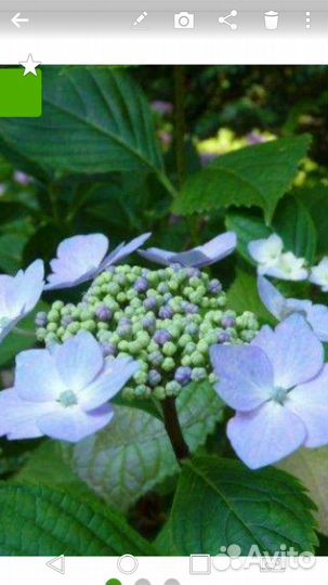 Гортензия Розита. Букет роуз