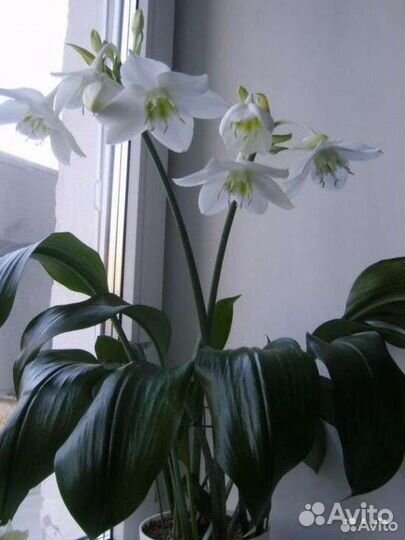 Эухарис(амазонская лилия)