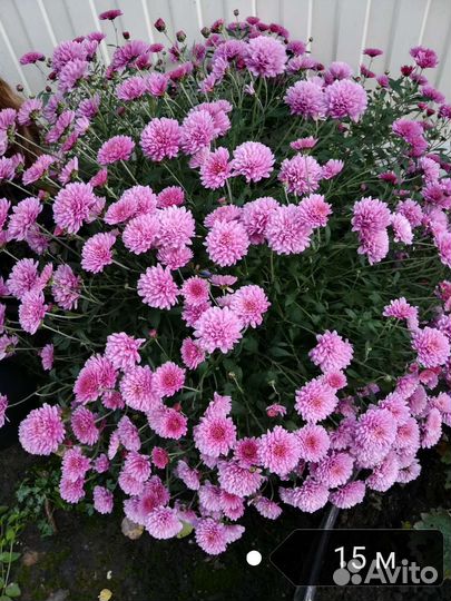 Хризантемы