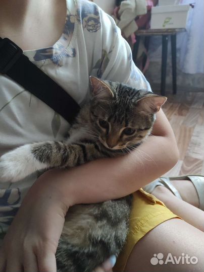 Кошечка ищет себе дом