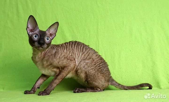 Котята корниш рекс.Редкого окраса