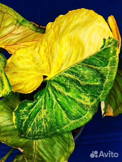 Сингониум орм тонг вар