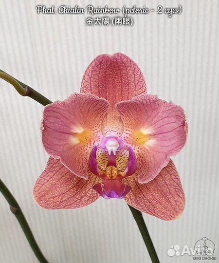 Орхидея Phal. Chialin Rainbow (peloric - 2 eyes)