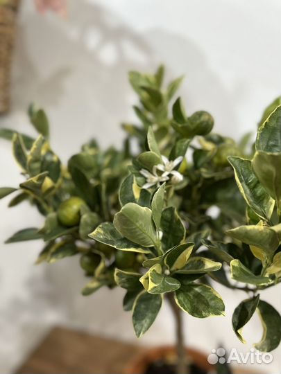 Цитрофортунелла Каламондин Вариегата цветы/плоды