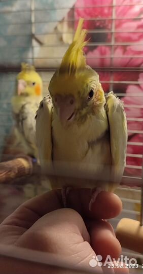 Птенцы попугая кореллы