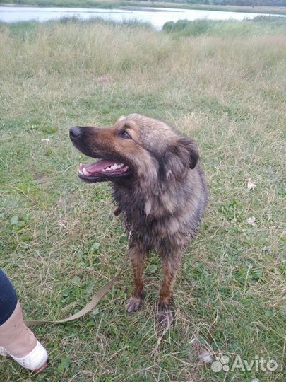 Молодой кобель в добрые руки