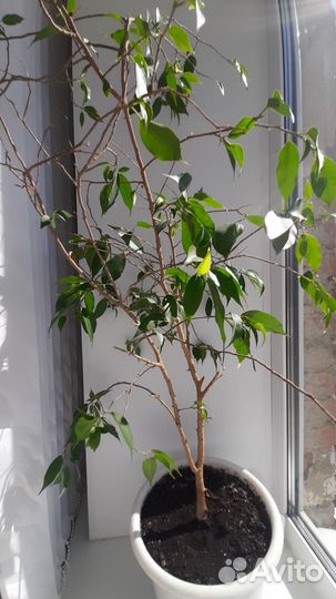 Фикус бенджамина