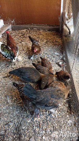 Куры декоративные