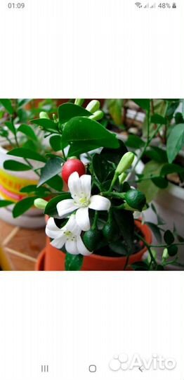 Мурайя метельчатая