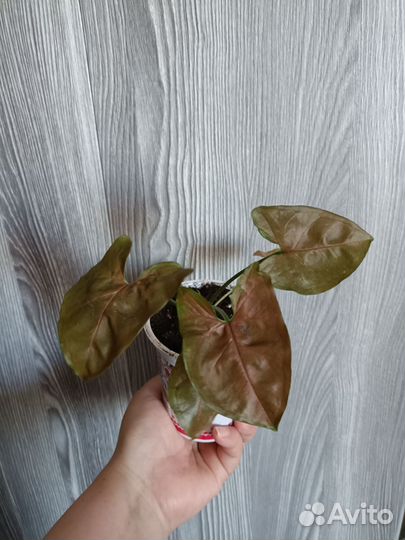 Сингониум Шоколад