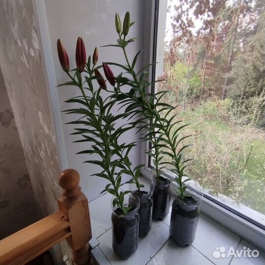 Садовые цветы лилия