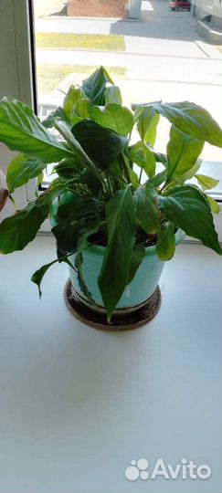 Большие комнатные растения и цветы