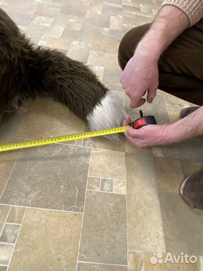 Мягкая игрушка Собака