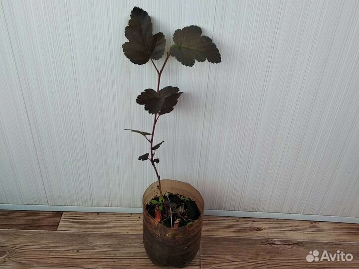 Пузыреплодник калинолистный красный