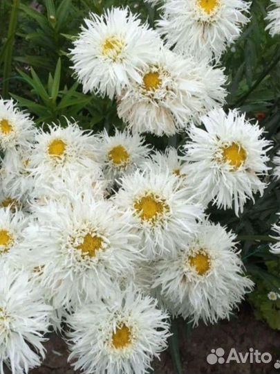 Нивяник Крейзи Дейзи