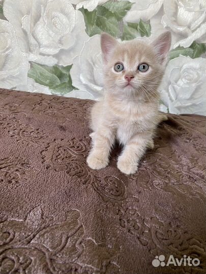 Шотландские котята