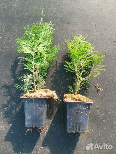 Туя смарагд, колумна