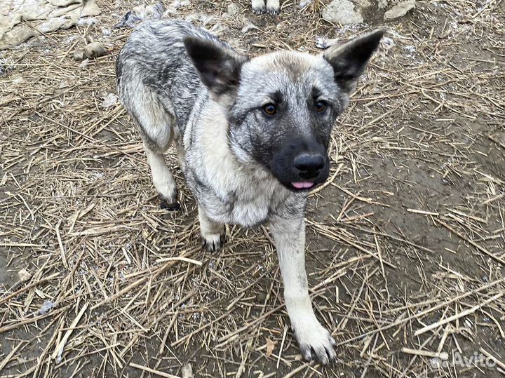 Стерильная Айза - крупная девочка на охрану в дар
