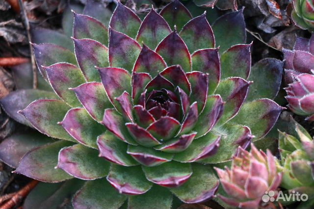 Каменная роза /суккулент/молодило