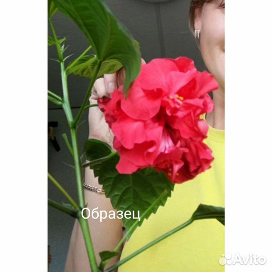 Гибискус красный махровый