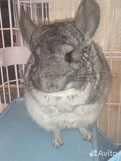 Шиншилла с клеткой