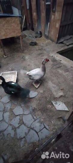 Селезень индоутки