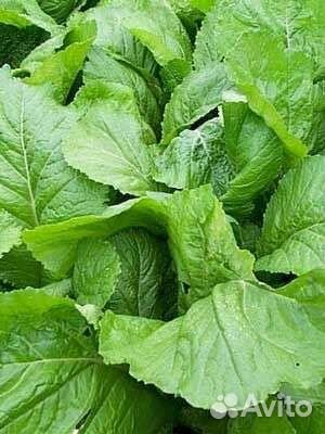 Укроп горчица микс сибирские