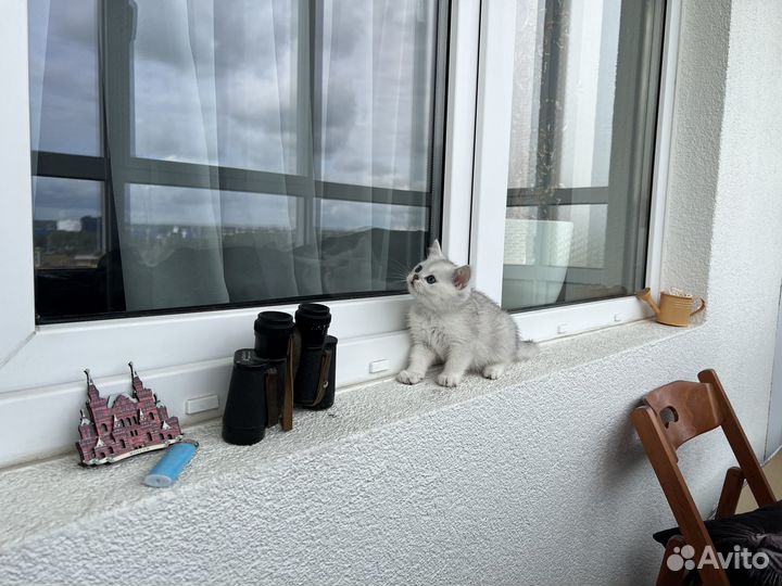 Британская серебристая шиншилла