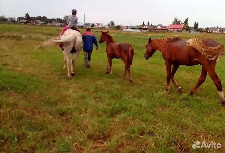 Лошадь жеребая