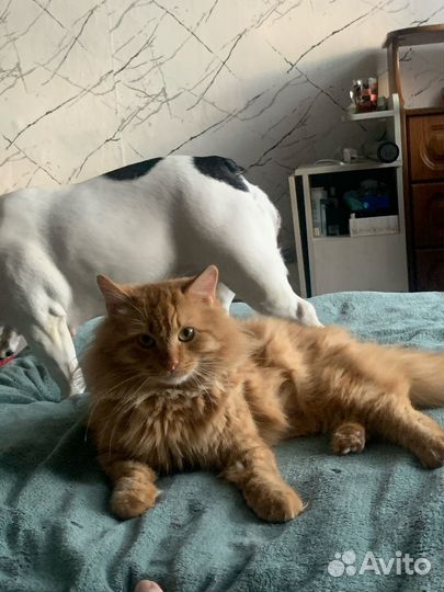 Кот в добрые руки