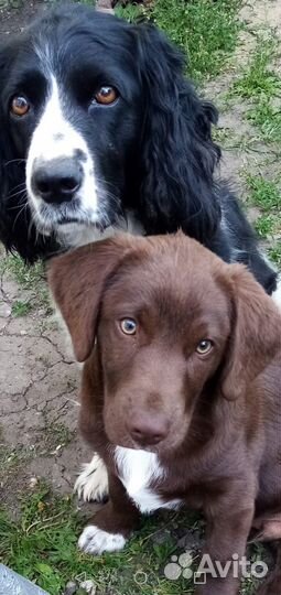 Выгул собак