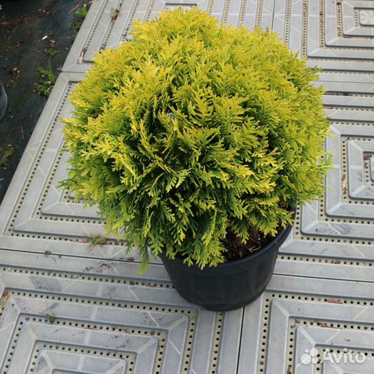 Туя западная Даника Ауреа