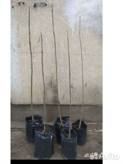 Катальпа саженцы 160+см