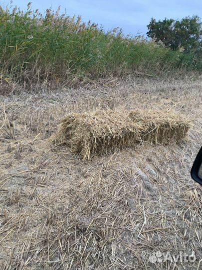 Солома рисовая