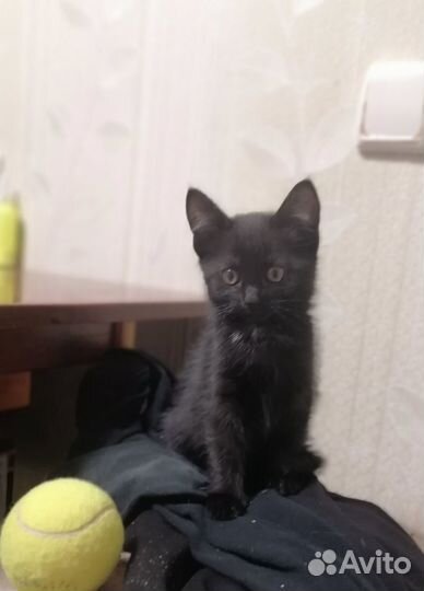 Котёнок, девочка