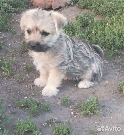 Собаки в добрые руки отдам бесплатно