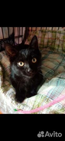 Котенок мальчик