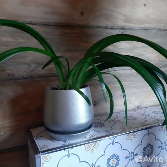 Гипеаструм в керамическом горшке