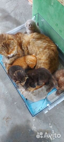 Шотландские котята
