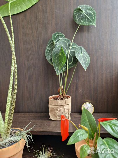 Антуриум Кларинервиум